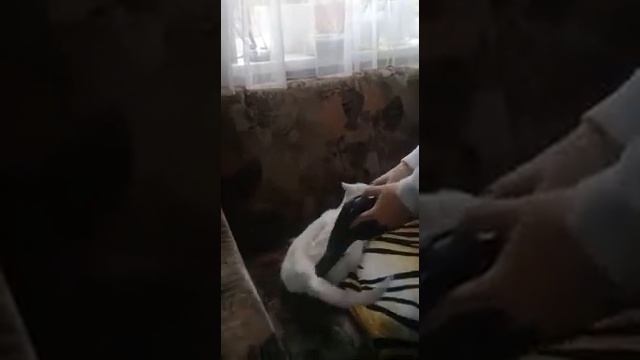 VID 20210211 хвостик, лапки ГаВи!