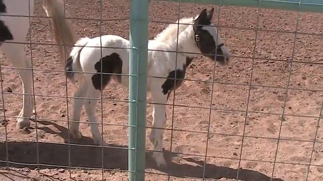 Gentleman's Patience O'rion with Mama (Lacey) Aurora, playing смотреть онлайн
