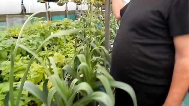 Dave's Allotment. A Visit To Geoff's Allotment. (On The Plot)