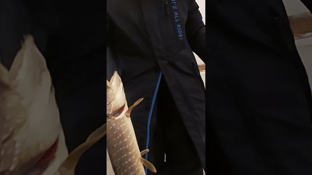 Ловля щуки в феврале смотреть онлайн