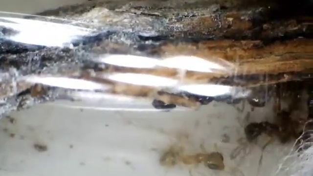 Myrmoteras cuneonodum смотреть онлайн
