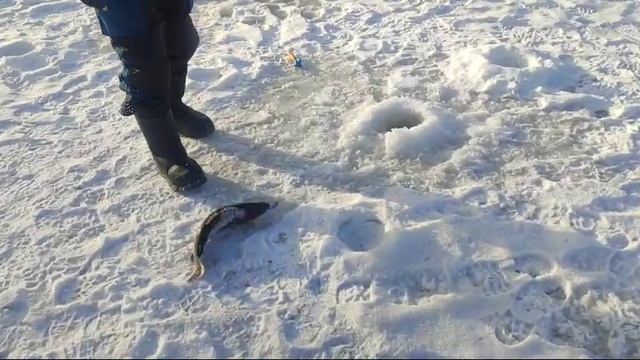 WhatsApp Video 2025-02-22 at 10.18.31 смотреть онлайн