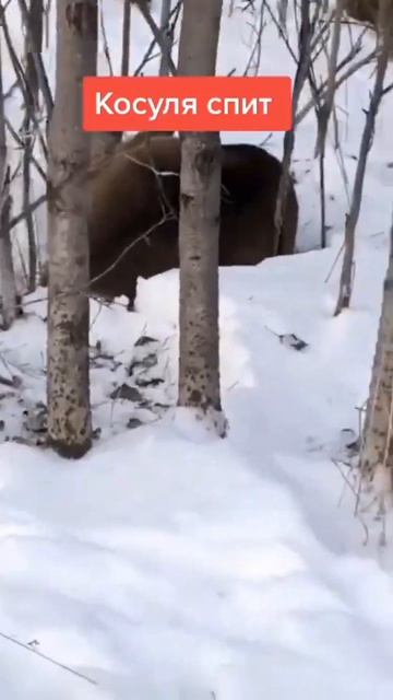 Косуля спит #shorts #охота #косуля смотреть онлайн