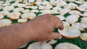 Самый простой способ сушки мухомора