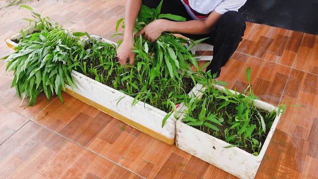 Growing Water spinach on the terrace is easy and continuous harvest смотреть онлайн