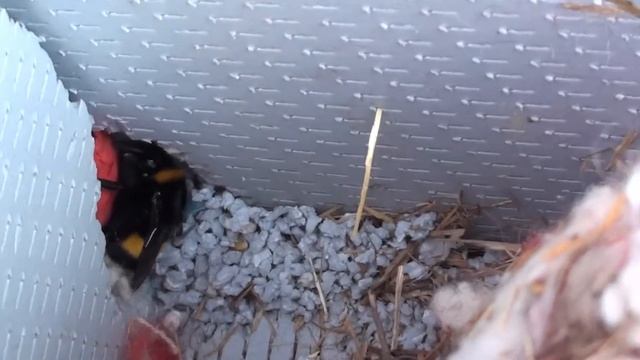 Джмелі прокинулись. смотреть онлайн