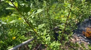 Нормирование куста. Весенняя обрезка форзиции после цветения. Голдзаубер #форзиция #весенняяобрезка