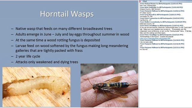 Ecology and management of insects in sugar maple forests and woodlands смотреть онлайн