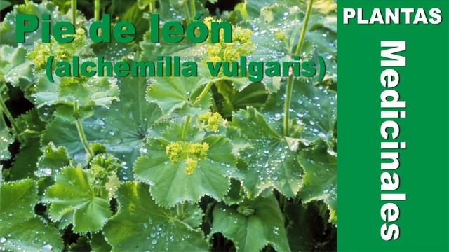 Pie de león (alchemilla vulgaris) смотреть онлайн
