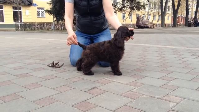 Chocolate boy, 3 m, (Matvey&Tiffani) смотреть онлайн