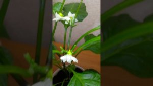 Перец Фельдмаршал. Домашний огород. 22 января 2024г.