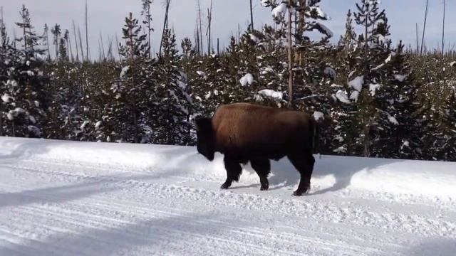 American Bison In Yellowstone