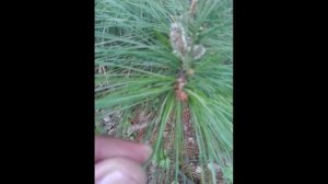 Самый простой способ отличить кедр от сосны