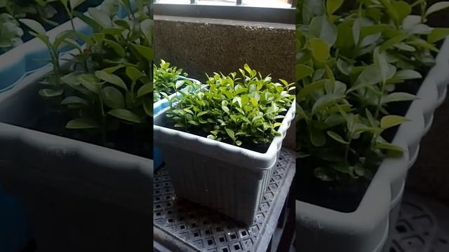 Tips on germinating cleopatra mandarin for citrus rootstock смотреть онлайн