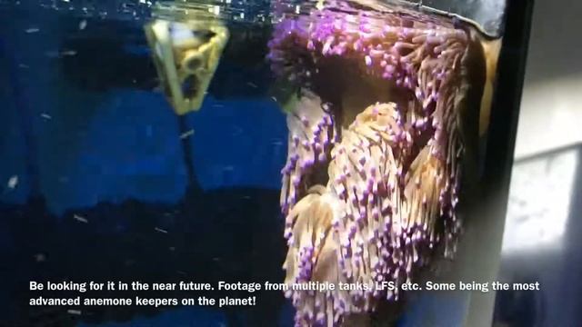 H. Magnifica Anemone Teaser! смотреть онлайн