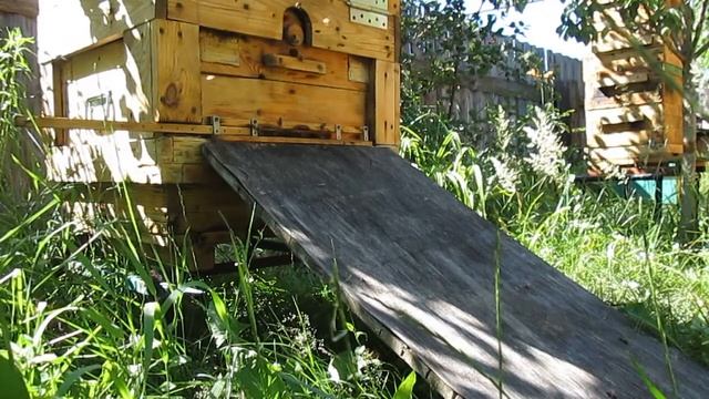 🌺Пчеловодство🌺Пасека🌺Пчёлы🌺Второе роение в улье № 3, 