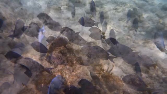 Isole Vergini Americane - US Virgin Island смотреть онлайн