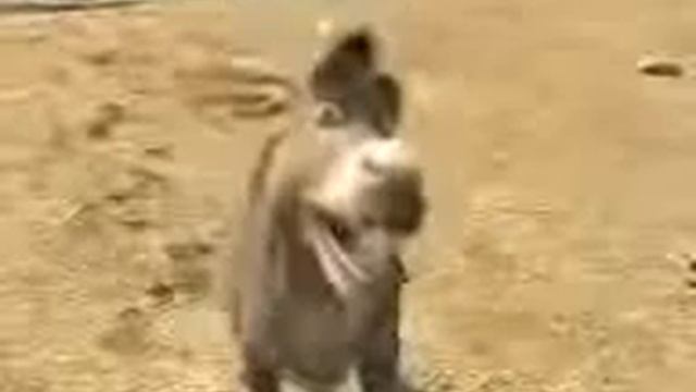 Точики Шрек 3gp смотреть онлайн