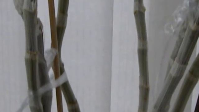 Buds breaking out: Den Nestor.. смотреть онлайн