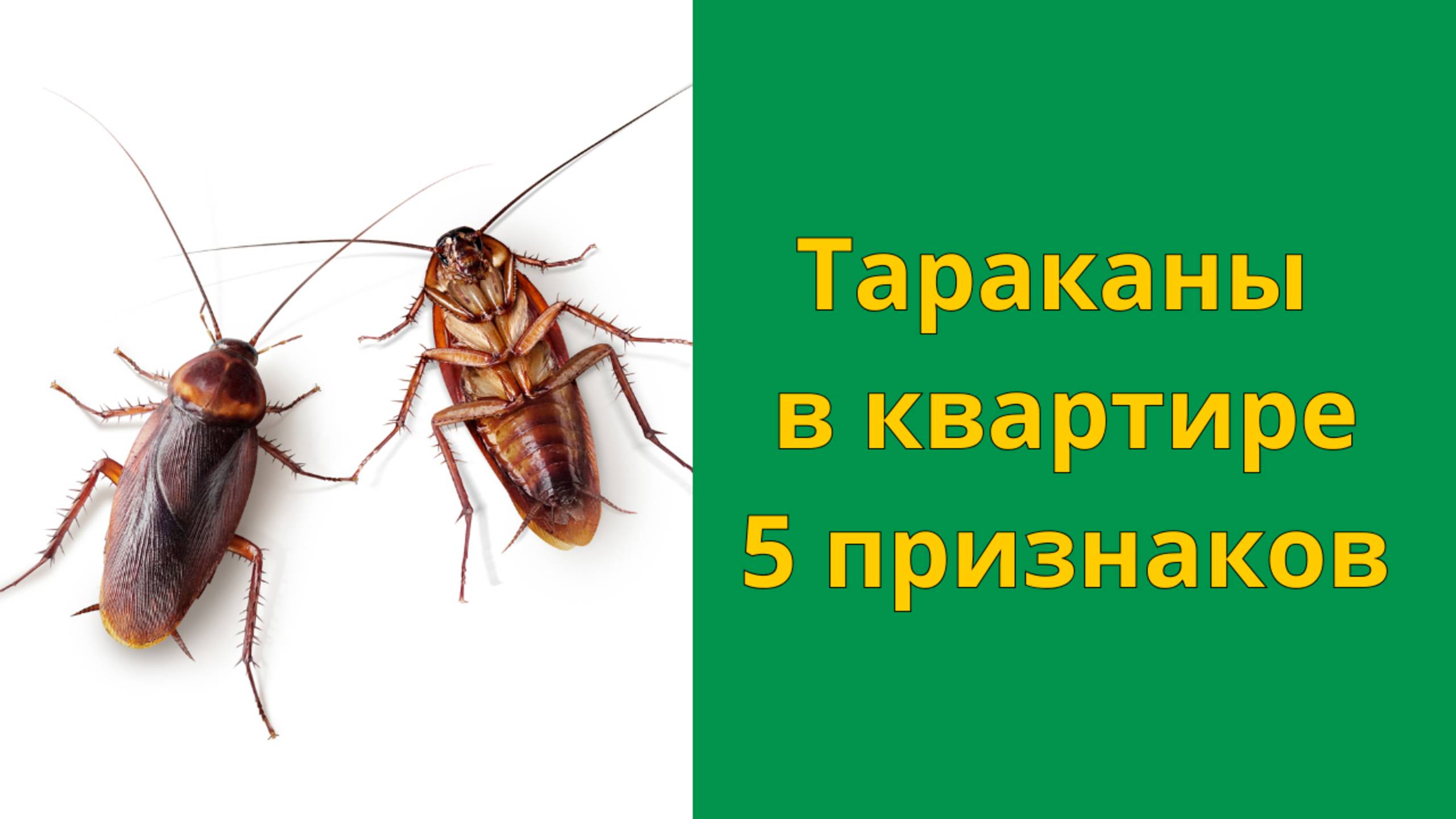 Тараканы в квартире: как найти и где прячутся тараканы в доме смотреть онлайн
