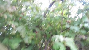 Почему на Калине бывает мало  плодов ? И когда следует обрезать Калину.