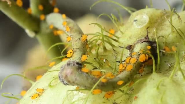 Lobes of oleander aphids смотреть онлайн