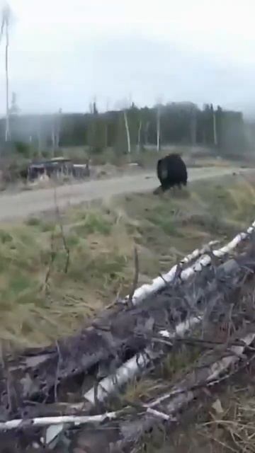 Удивительные животные. Нападение Медведя на охотника.#short #shorts #животные #новости .