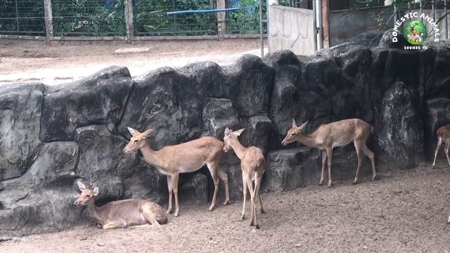Cute Little Farm Animal Sounds - Pigeon, Puma, Wolf, Chipmunk, Zebra, Lion | Animal Moments