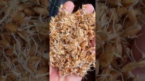 Наша пшеница для браги хорошо проросла! готовимся к забраживанию.