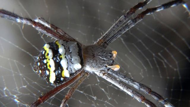 Signature Spider 🕷🕸 | Argiope anasuja - Female смотреть онлайн