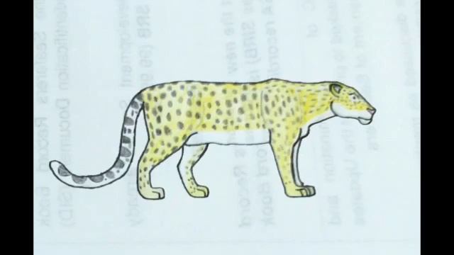 Panthera Pardus Spelaea Cave Leopard Sound Effects