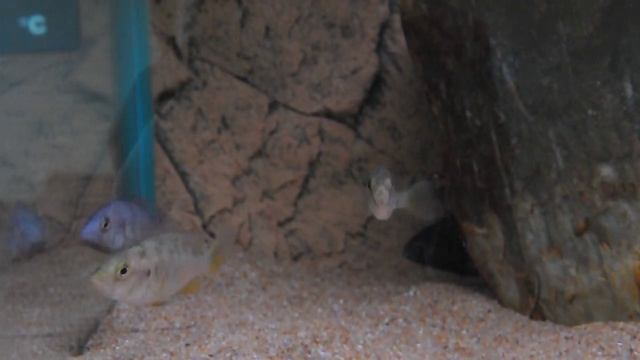 Astatotilapia nubila смотреть онлайн