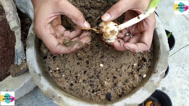EASILY GROW IRIS BULBS | PLANTING IRIS BULBS IN POTS BY IQRA'S GARDENING смотреть онлайн
