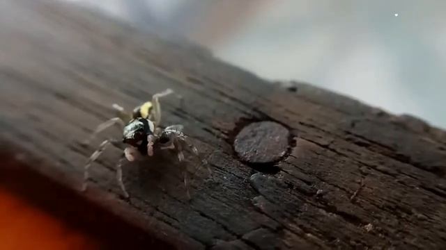 MACRO VIDEOGRAPHY: JUMPING SPYDER 4 (Cosmophasis)
