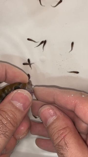 Mpanga cichlid fish giving birth 😍🐬❤️ #aquariumfish #fish смотреть онлайн