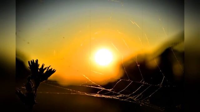 КОБРА /cover by Елена Бородай & Евгений Харченко/ смотреть онлайн