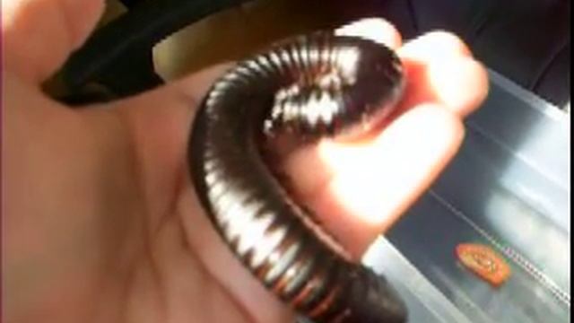 Mardonius Parilis Acuticonus смотреть онлайн