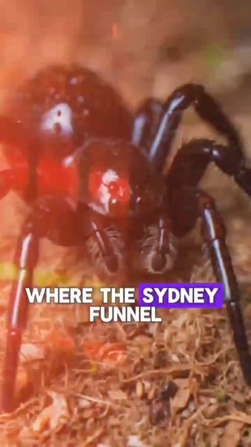 Spider That Can Kill Human🕷️🕸️#viral #viralvideo #animals #shorts #shortvideo #spider