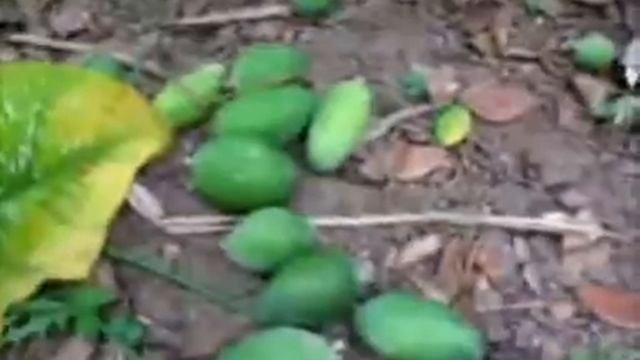 FEIJOA FINAL смотреть онлайн