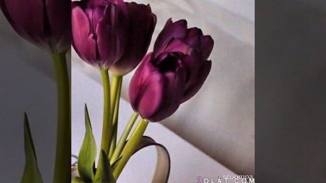 التو🌷ليب смотреть онлайн