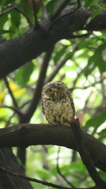 The Screeching owl #owl #ytshorts #viralvideo смотреть онлайн