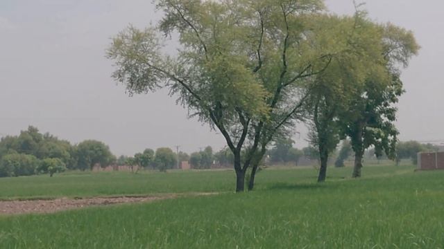 4k video of (Kikar)Tree Acacia nilotica | Vachellia nilotica | babul thorn mimosa part7 смотреть онлайн