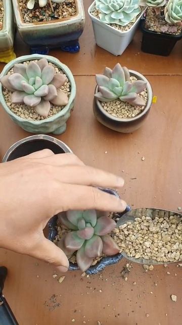 How to propagate succulent heads - Graptoveria Ruby Donna - Part 3 - Korea Succulent #shorts смотреть онлайн