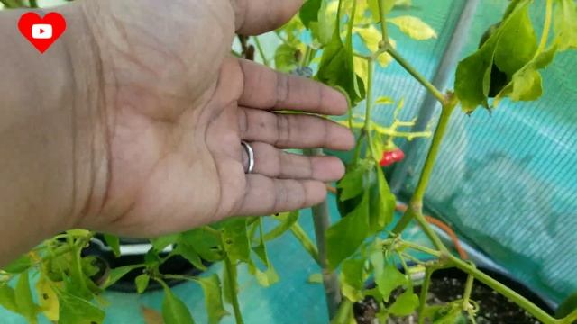 Citrus and Fruit Tree Update and Tour смотреть онлайн