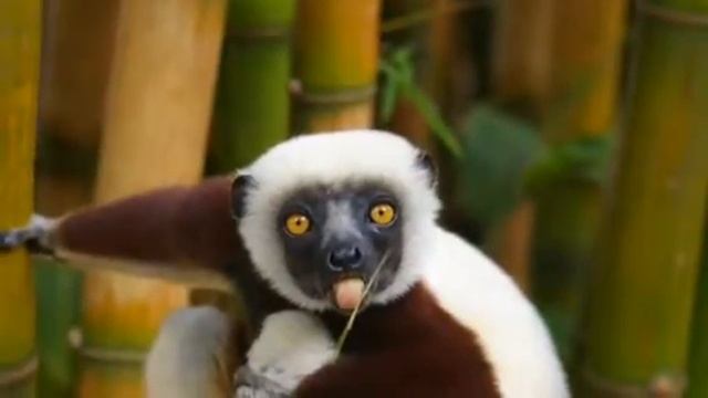 Sifaka(lemurs) Extinction