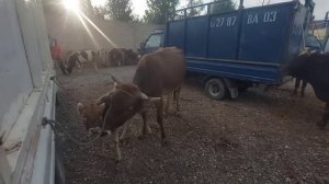 Дехкон бача дар Комплексы Хочаги зотпарвари Мармари, Фермаи Калон,  31 октября 2023 г.