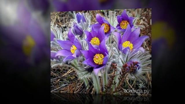 Прострел 2017 ГОДА смотреть онлайн