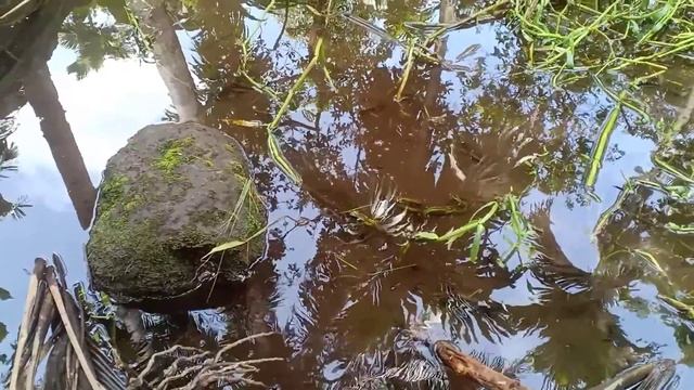 Cana limbata sumatra смотреть онлайн