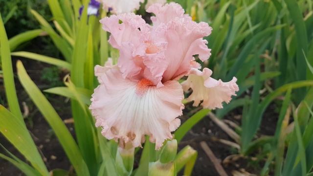 in the morning смотреть онлайн