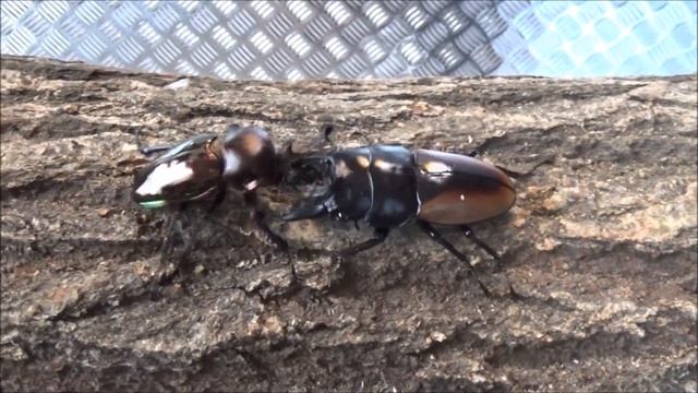 ニジイロクワガタvsハスタートノコギリクワガタ Phalacrognathus muelleri vs Prosopocoilus Hasterti смотреть онлайн